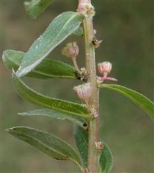  Lower leaves with male flowers